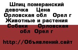 Шпиц померанский, девочка. › Цена ­ 5 000 - Орловская обл., Орел г. Животные и растения » Собаки   . Орловская обл.,Орел г.